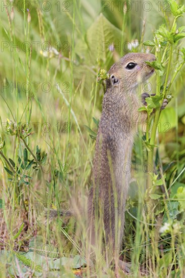 A young European ground squirrel (Spermophilus citellus) or European souslik stands upright on a gravel mound and feeds on the green vegetation
