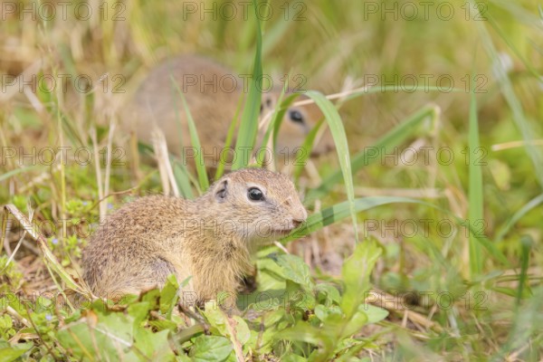 Two European ground squirrel (Spermophilus citellus) or European souslik stand in a meadow with tall green vegetation and eat from it
