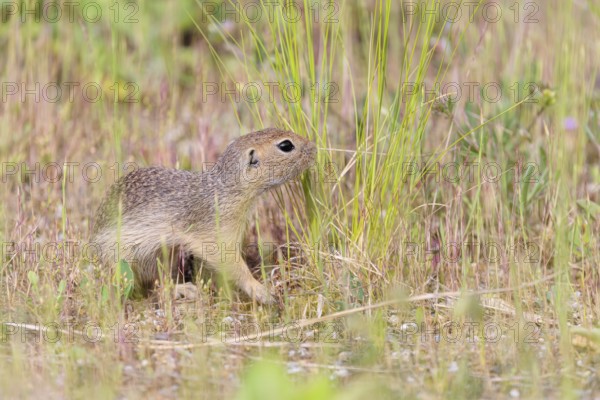 A young European ground squirrel (Spermophilus citellus) or European souslik stands on a gravel mound in semi-arid vegetation looking for food