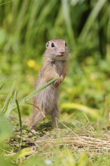 An adult European ground squirrel (Spermophilus citellus) or European souslik stands in a meadow with tall green vegetation on a sunny day