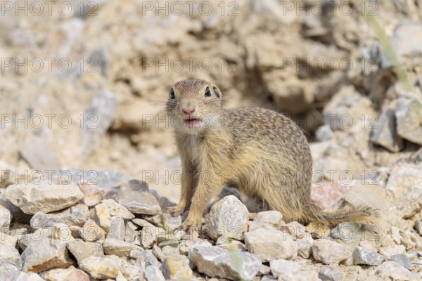 A young European ground squirrel (Spermophilus citellus) or European souslik stands on a gravel hill close to its den