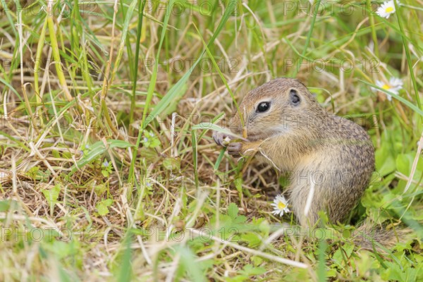 A young European ground squirrel (Spermophilus citellus) or European souslik stands in a meadow with tall green vegetation and eats from it