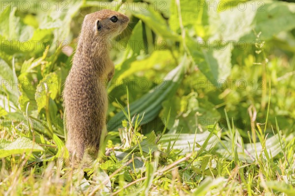 A young European ground squirrel (Spermophilus citellus) or European souslik stands in a meadow with tall green vegetation on a sunny day and eats from it