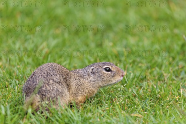 An adult European ground squirrel (Spermophilus citellus) or European souslik lies on a mowed green meadow