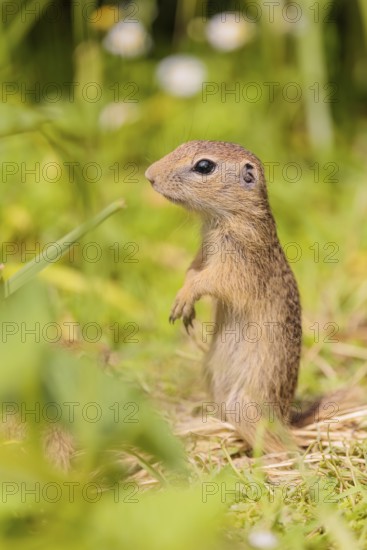 A young European ground squirrel (Spermophilus citellus) or European souslik stands in a meadow with tall green vegetation on a sunny day