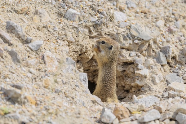 A young European ground squirrel (Spermophilus citellus) or European souslik stands on a gravel hill in front of to its den, eating something
