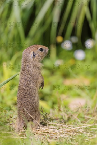 An adult European ground squirrel (Spermophilus citellus) or European souslik stands in a meadow with tall green vegetation on a sunny day