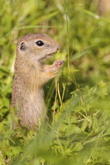 A young European ground squirrel (Spermophilus citellus) or European souslik stands in a meadow with tall green vegetation on a sunny day and eats from it