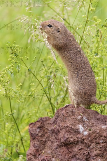 An adult European ground squirrel (Spermophilus citellus) or European souslik stands on a rock in a meadow with tall green vegetation and eats from it