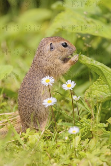 A young European ground squirrel (Spermophilus citellus) or European souslik stands in a meadow with tall green vegetation on a sunny day