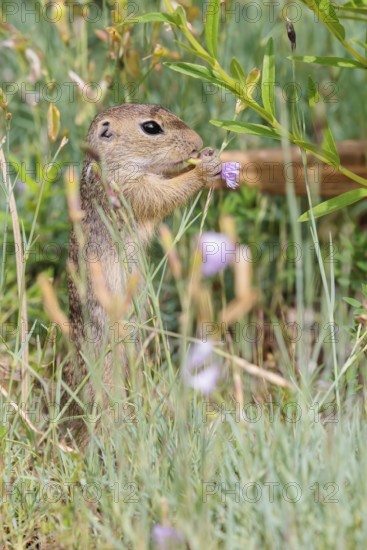 A young European ground squirrel (Spermophilus citellus) or European souslik stands in a meadow with tall green vegetation and eats from it