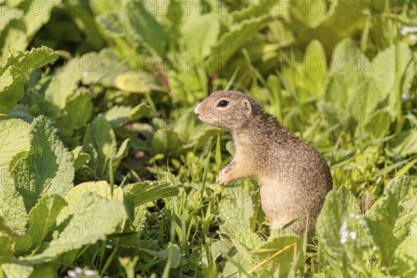 An adult European ground squirrel (Spermophilus citellus) or European souslik stands in a meadow with tall green vegetation on a sunny day and eats from it