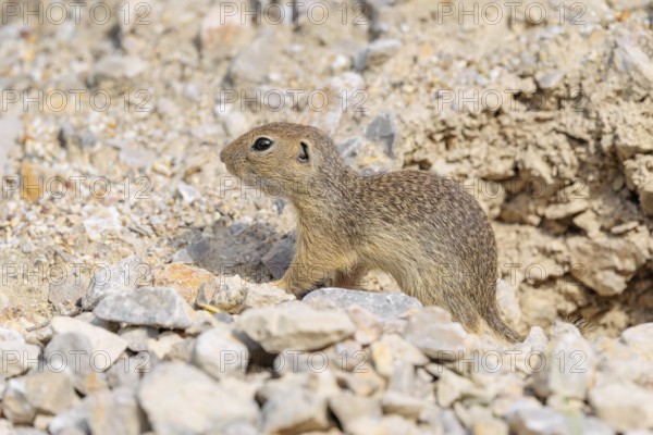 A young European ground squirrel (Spermophilus citellus) or European souslik stands on a gravel hill close to its den
