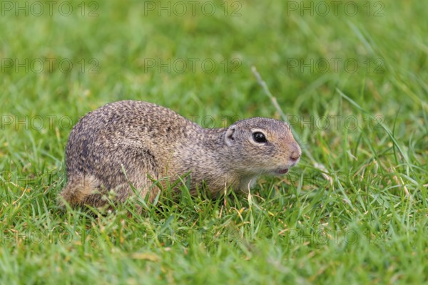An adult European ground squirrel (Spermophilus citellus) or European souslik lies on a mowed green meadow