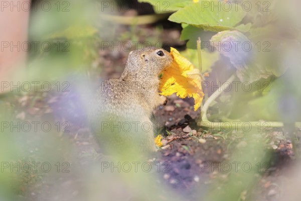 A young European ground squirrel (Spermophilus citellus) or European souslik stands in an agricultural field and eats from the pumpkin blossoms