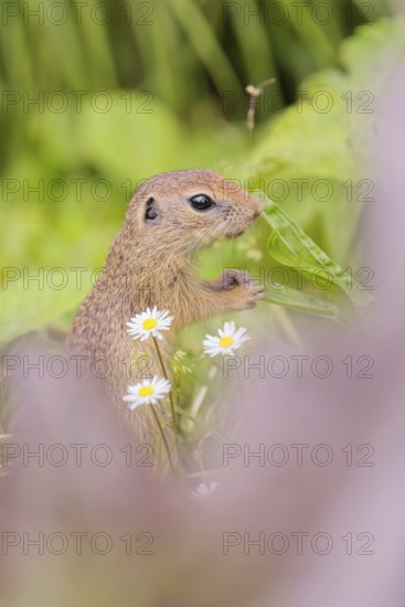 A young European ground squirrel (Spermophilus citellus) or European souslik stands in a meadow with tall green vegetation, partially obscured by a root of a fallen tree