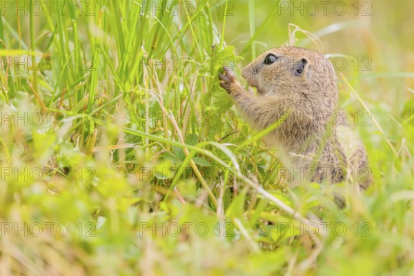 A young European ground squirrel (Spermophilus citellus) or European souslik stands in a meadow with tall green vegetation and eats from it