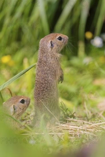 Two young European ground squirrel (Spermophilus citellus) or European souslik stand in a meadow with tall green vegetation on a sunny day and eat from it