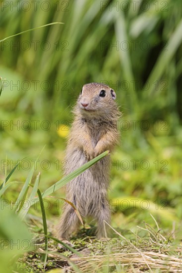 An adult European ground squirrel (Spermophilus citellus) or European souslik stands in a meadow with tall green vegetation on a sunny day