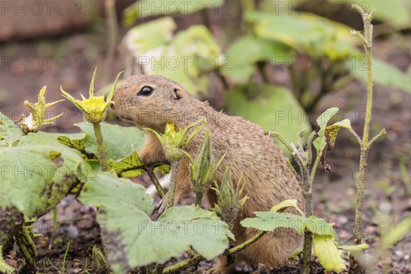 A European ground squirrel (Spermophilus citellus) or European souslik stands in an agricultural field and eats from the blossoms