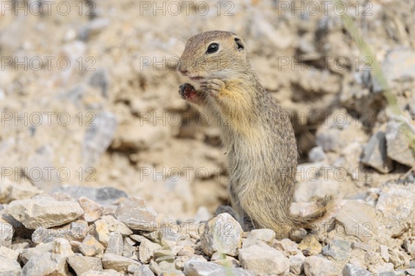 A young European ground squirrel (Spermophilus citellus) or European souslik stands upright on a gravel mound near its burrow