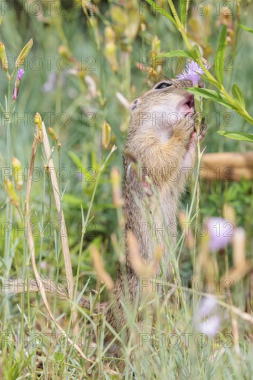 A young European ground squirrel (Spermophilus citellus) or European souslik stands in a meadow with tall green vegetation and eats from it