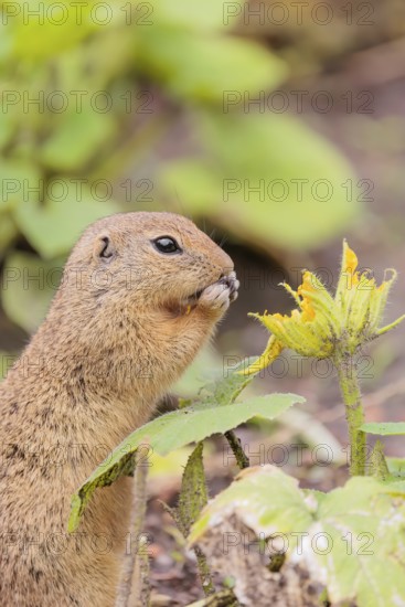 A European ground squirrel (Spermophilus citellus) or European souslik stands in an agricultural field and eats from the blossoms