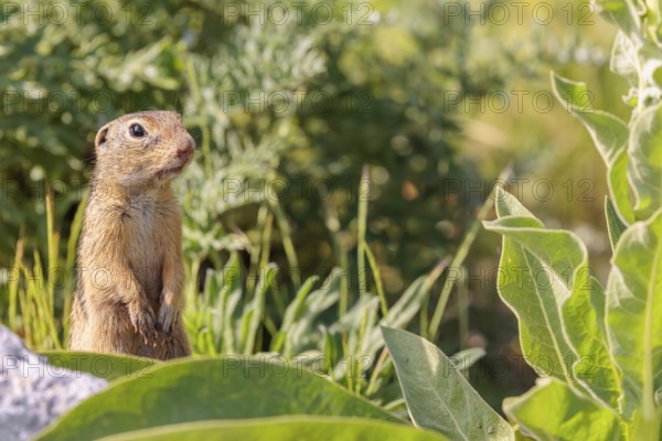 An adult European ground squirrel (Spermophilus citellus) or European souslik stands in a meadow with tall green vegetation, partially obscured by a rock