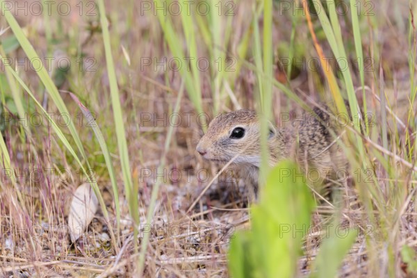 A young European ground squirrel (Spermophilus citellus) or European souslik stands on a gravel mound in semi-arid vegetation looking for food