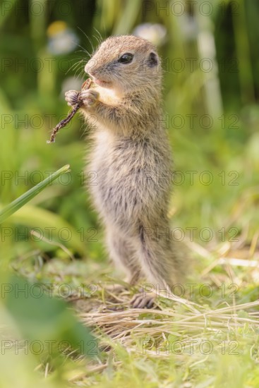 A young European ground squirrel (Spermophilus citellus) or European souslik stands in a meadow with tall green vegetation on a sunny day and eats from it