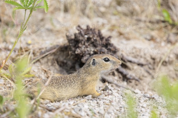 A young European ground squirrel (Spermophilus citellus) or European souslik lies on a gravel hill close to its den