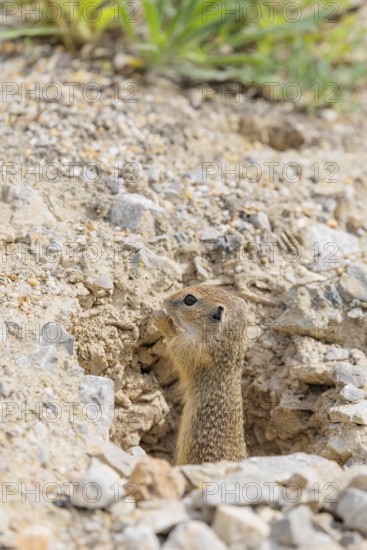 A young European ground squirrel (Spermophilus citellus) or European souslik stands on a gravel hill in front of to its den, eating something
