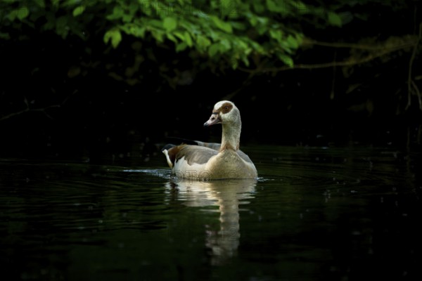 A Nile Goose (Alopochen aegyptiaca) swims comfortably on a pond in the forest, animal photo, nature photo, wildlife, fauna, Neustadt am Rübenberge, Hanover Region, Lower Saxony, Germany