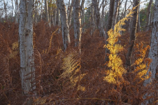 View of a dried fern leaf illuminated by evening light in autumn, sunset, landscape photo, Neustadt am Rübenberge, Hanover Region, Lower Saxony, Germany