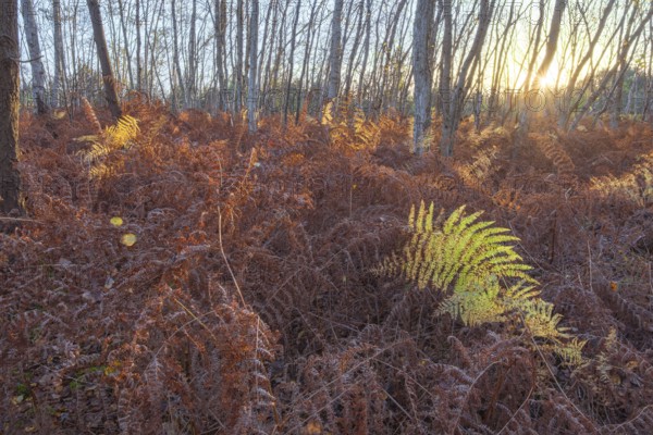 View into a small birch forest with dried ferns in autumn, evening light, sunset, backlight, landscape photo, Neustadt am Rübenberge, Hanover Region, Lower Saxony, Germany