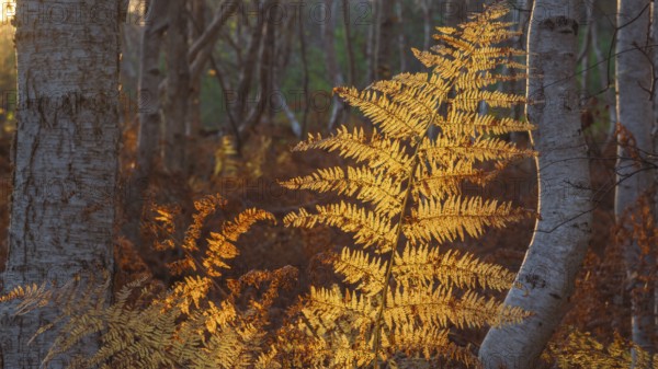 Detailed view of a dried fern leaf illuminated by evening light in autumn, sunset, landscape photo, Neustadt am Rübenberge, Hanover Region, Lower Saxony, Germany