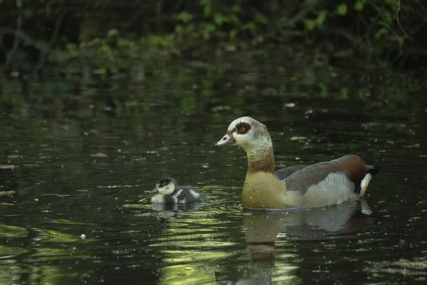 A Nile Goose (Alopochen aegyptiaca) swims comfortably with a chick on a pond in the forest, animal photo, nature photo, wildlife, fauna, Neustadt am Rübenberge, Hanover Region, Lower Saxony, Germany