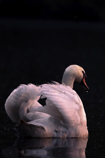 A Mute Swan (Cygnus olor) swimming on the Steinhuder Meer in the evening light, animal photo, bird, bird species, nature photo, wildlife, fauna, Hagenburg, Lower Saxony, Germany