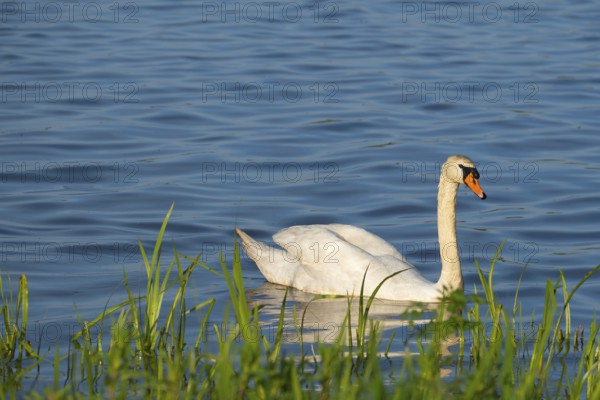 A Mute Swan (Cygnus olor) swimming on the shore of the Steinhuder Meer, ierfoto, Vogel, Vogelart, Naturfoto, Wildlife, Fauna, Hagenburg, Niedersachsen, Germany