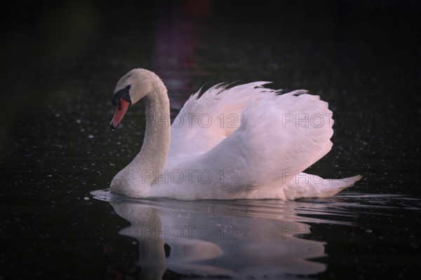 A Mute Swan (Cygnus olor) swimming on the Steinhuder Meer in the evening light, animal photo, bird, bird species, nature photo, wildlife, fauna, Hagenburg, Lower Saxony, Germany