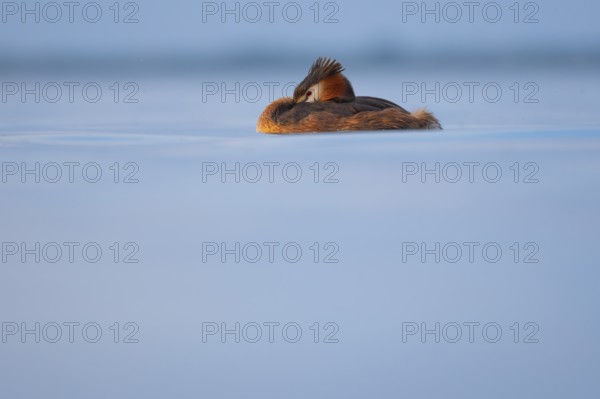 A great crested grebe (Podiceps Scalloped ribbonfish) swimming on the Steinhuder Meer, animal photo, bird, bird species, nature photo, wildlife, fauna, Hagenburg, Lower Saxony, Germany