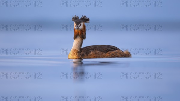 A great crested grebe (Podiceps Scalloped ribbonfish) swimming on the Steinhuder Meer, animal photo, bird, bird species, nature photo, wildlife, fauna, Hagenburg, Lower Saxony, Germany
