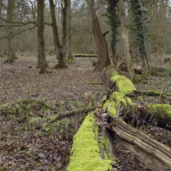 Deadwood in the forest... Hambach Forest, North Rhine-Westphalia, old, species-rich, natural residual forest in North Rhine-Westphalia, natural forest cell, ancient oak-hornbeam mixed forest, natural forest. Deadwood is an important component of natural ecosystems, provides habitat for a variety of species, including fungi, insects, birds and mammals, also contributes to forest regeneration and has a positive effect on soil quality, native nature, Germany, Western Europe