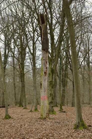 Dead, dead tree... Hambach Forest, North Rhine-Westphalia, old, species-rich, natural remaining forest in North Rhine-Westphalia, natural forest cell, ancient oak-hornbeam mixed forest, natural forest, threatened by lignite mining, became known through numerous protests in the fight against global warming, Hambach Forest was cleared in large parts to make way for the expansion of open-cast mining by RWE Power, Rhenish lignite mining area, Düren district, Germany, Western Europe