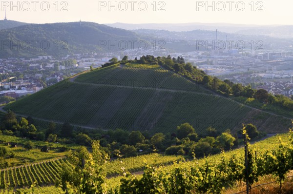 View from Rotenberg, Württemberg. over Mönchberg, Untertürkheim to the Neckar valley, headquarters of Mercedes-Benz Group AG, vineyards, evening light, Stuttgart, Baden-Württemberg, Germany