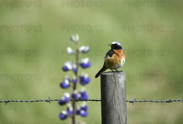 Common redstart (Phoenicurus phoenicurus) on a perch