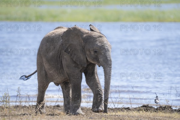 Elephant calf (Loxodonta africana calf) walking beside river. Cute happy facial expression. Chobe International Park, Botswana