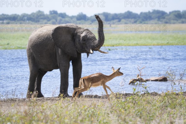 An African elephant (Loxodonta africana) lifts its trunk as an impala (Aepyceros melampus) runs past, a moment of dynamic wildlife behaviour. Chobe National Park, Botswana