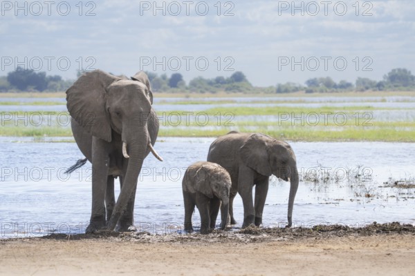 Elephant mother with 2 young calves (Loxodonta africana calf) walking out of the river. The elephant mother is protecting her calves. Chobe International Park, Botswana