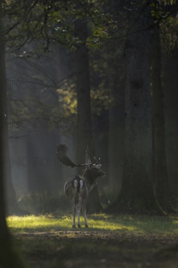 In the cone of light... Fallow deer (Dama dama) in a clearing in the forest, atmospheric picture, native nature, Lower Rhine, Rhineland, North Rhine-Westphalia, Germany, Western Europe
